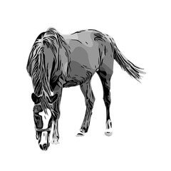 black and white sketch of a horse with a transparent background