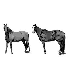 black and white sketch of a horse with a transparent background