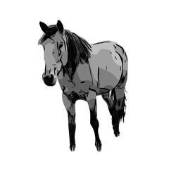 black and white sketch of a horse with a transparent background