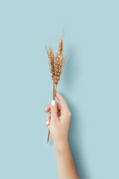 Golden wheat ears in woman's hand.