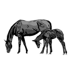 black and white sketch of a horse with a transparent background