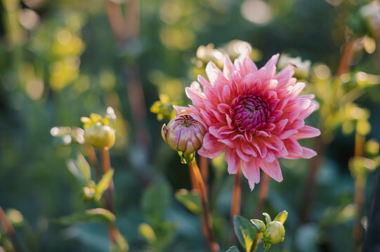 Closeup of a pink dahlia at sunset.