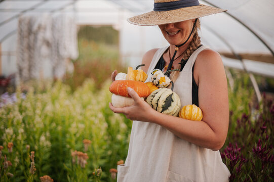 Woman in a summer dress and hat harvests squash in a greenhouse.