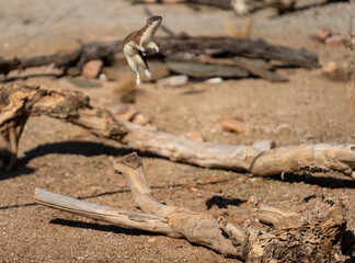 Mink jumping high in the air for preys