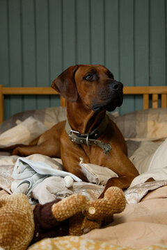 Big dog lying on a bed at home