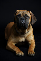 Bullmastiff dog in front of a black background in the studio.