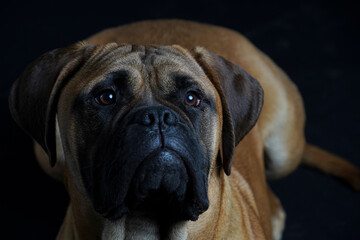 Bullmastiff dog in front of a black background in the studio.