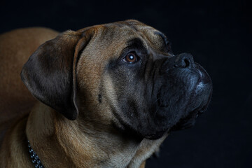 Bullmastiff dog in front of a black background in the studio.