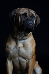 Bullmastiff dog in front of a black background in the studio.