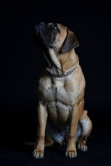 Bullmastiff dog in front of a black background in the studio.