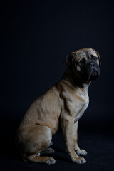 Fototapeta premium Bullmastiff dog in front of a black background in the studio.