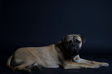 Obraz premium Bullmastiff dog in front of a black background in the studio.