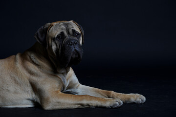 Bullmastiff dog in front of a black background in the studio.