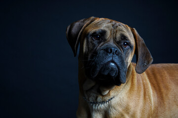 Fototapeta premium Bullmastiff dog in front of a black background in the studio.