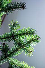 Spruce branch on a gray background. Backlight