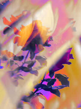 Colorful blooming rose with prismatic effect.