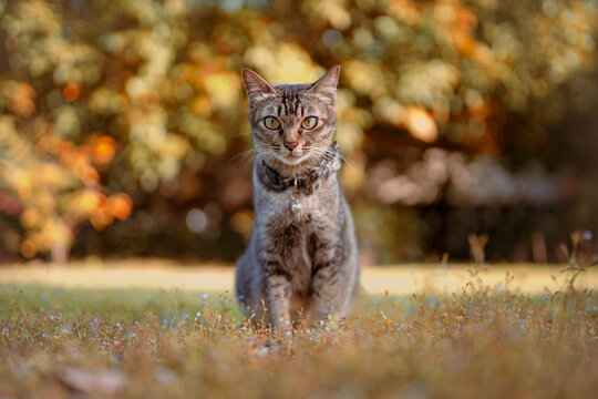 portrait beauty of adorable kitten with autum background