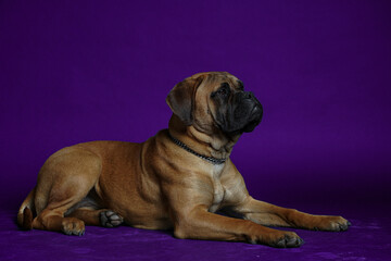 Bullmastiff dog purple in front of a blue background in the studio.