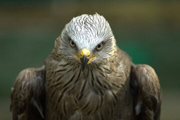 Águila 