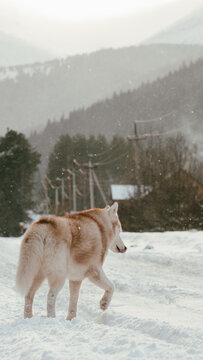 Husky on winter road.
