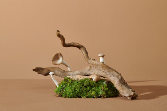 Trendy composition of dried branch and moss on beige background.