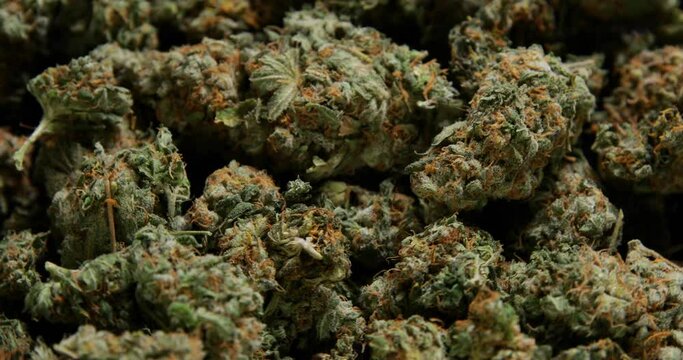 Close up makro shot of 360 degree rotating loop of ripe, dried high quality cannabis marijuana flower buds in professional lighting