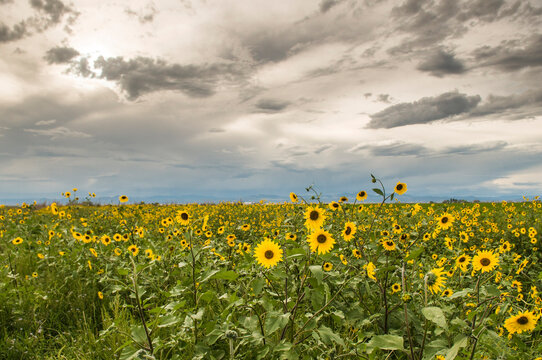 Sunflowers and storm clouds in the San Luis Valley near Center, Colorado.