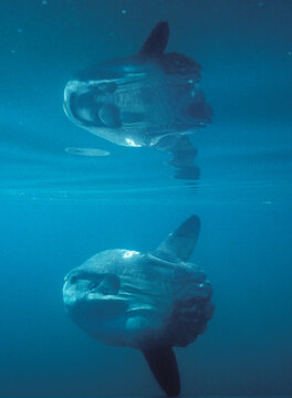 an ocean sunfish swims close to the surface of the Gulf of Maine, Maine.