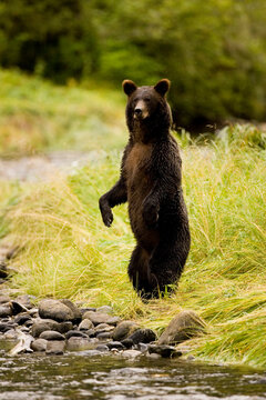 Great Bear Rainforest, British Columbia.