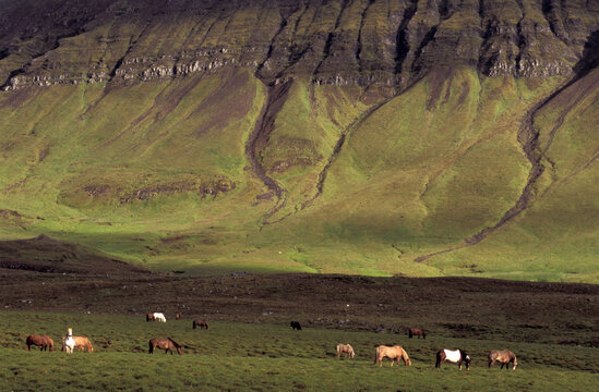 Iceland Ponies near Mossfellsbaer, Iceland