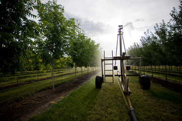 Purple Springs Nursery tree nursery - bower irrigation system; Armstrong, British Columbia, Canada.
