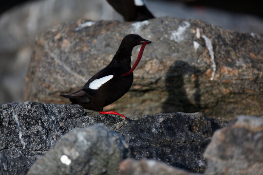 A Black Guillemot (Cepphus grylle), holds a worm in its mouth, perched on a rock on Eastern Egg Rock Island, Maine.