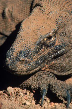 Closeup of a komodo dragon, Komodo Island, Indonesia.