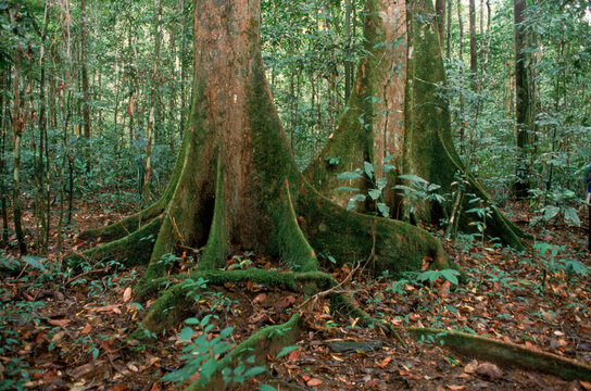 Rain Forest Floor, Kalimantan, Indonesia.