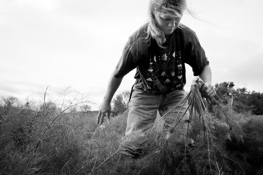 Young woman harvesting fennel field.