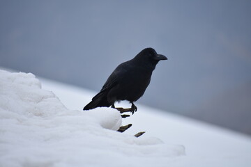 crow on snow