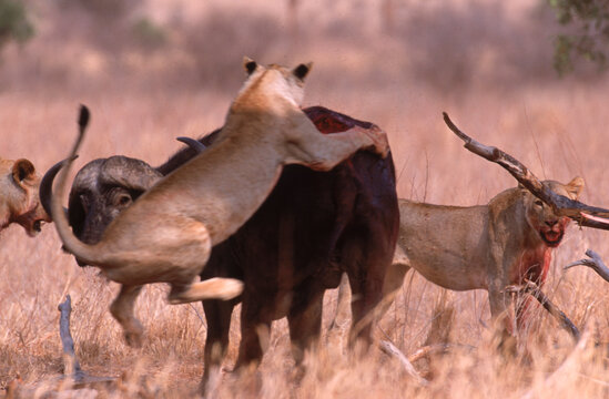 Lions attacking a cape buffalo, Kenya.
