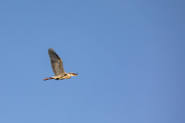 Obraz premium Gray heron,Northern Norway,scandinavia,Europe
