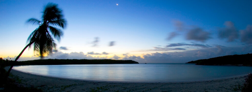Palm tree silhouetted on beach in Vieques, Puerto Rico.