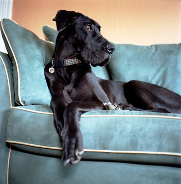 Great Dane dog sits elegantly at home on sofa.