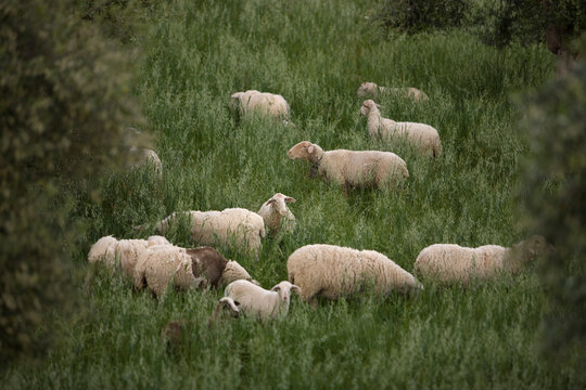 Sheep graze in a field near Prado del Rey village, Cadiz province, Andalusia, Spain.