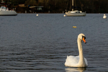 Elegant swan on lake windemere