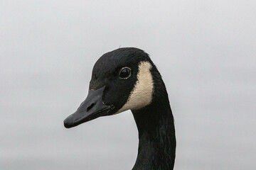 Goose portrait by the lake