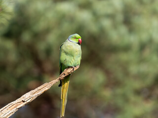 Ring Necked Parakeet Perced on a Branch