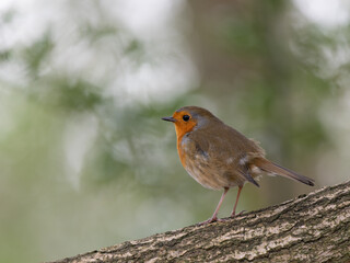 Robin Perched on a Branch