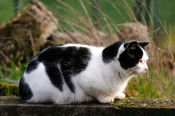 Domesicated bicolor cat with yellow eyes, black and white fur, outdoor scene, felis catus, european shorthair, celtic shorthair