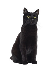 Black adult house cat, sititng up side ways. Looking away from camera. Isolated cutout on a transparent background.