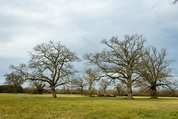 mächtige Eichenbäume ohne Laub stehen in einer Auenlandschaft.