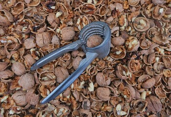 Walnut. Cracked walnuts. Walnut cracking tool.