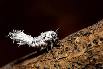 Flatida rosea, the flower-spike bug or the flatid leaf bug, is a species of planthopper in the family Flatidae. Nymph live in tropical dry forests in Madagascar. Zombitse-Vohibasia National Park